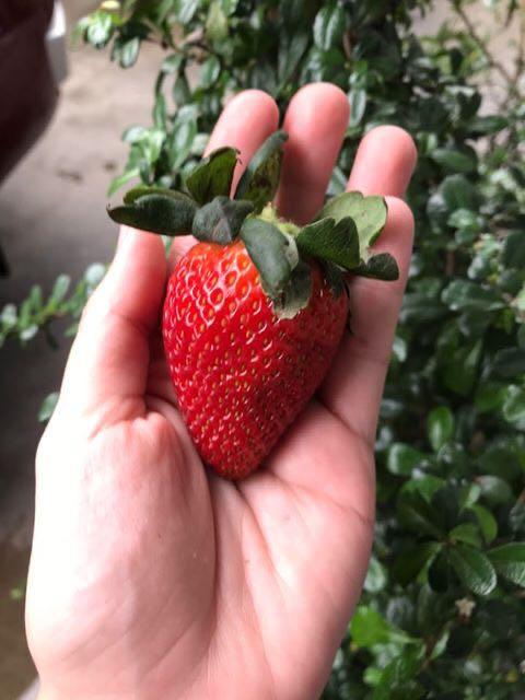 Strawberries from Benguet Jumbo size (Category: Fresh Produce) located in Paranaque City. Submitted by FLess.ph (Listing ID 1016748137, Image 2). Description: 690 per kilo!! Jumbo size berries from benguet!! Good quality.