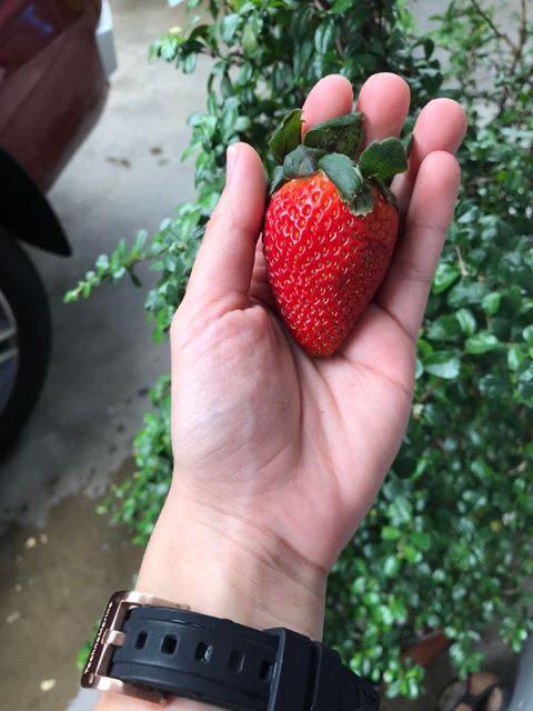 Strawberries from Benguet Jumbo size (Category: Fresh Produce) located in Paranaque City. Submitted by FLess.ph (Listing ID 1016748137, Image 3). Description: 690 per kilo!! Jumbo size berries from benguet!! Good quality.