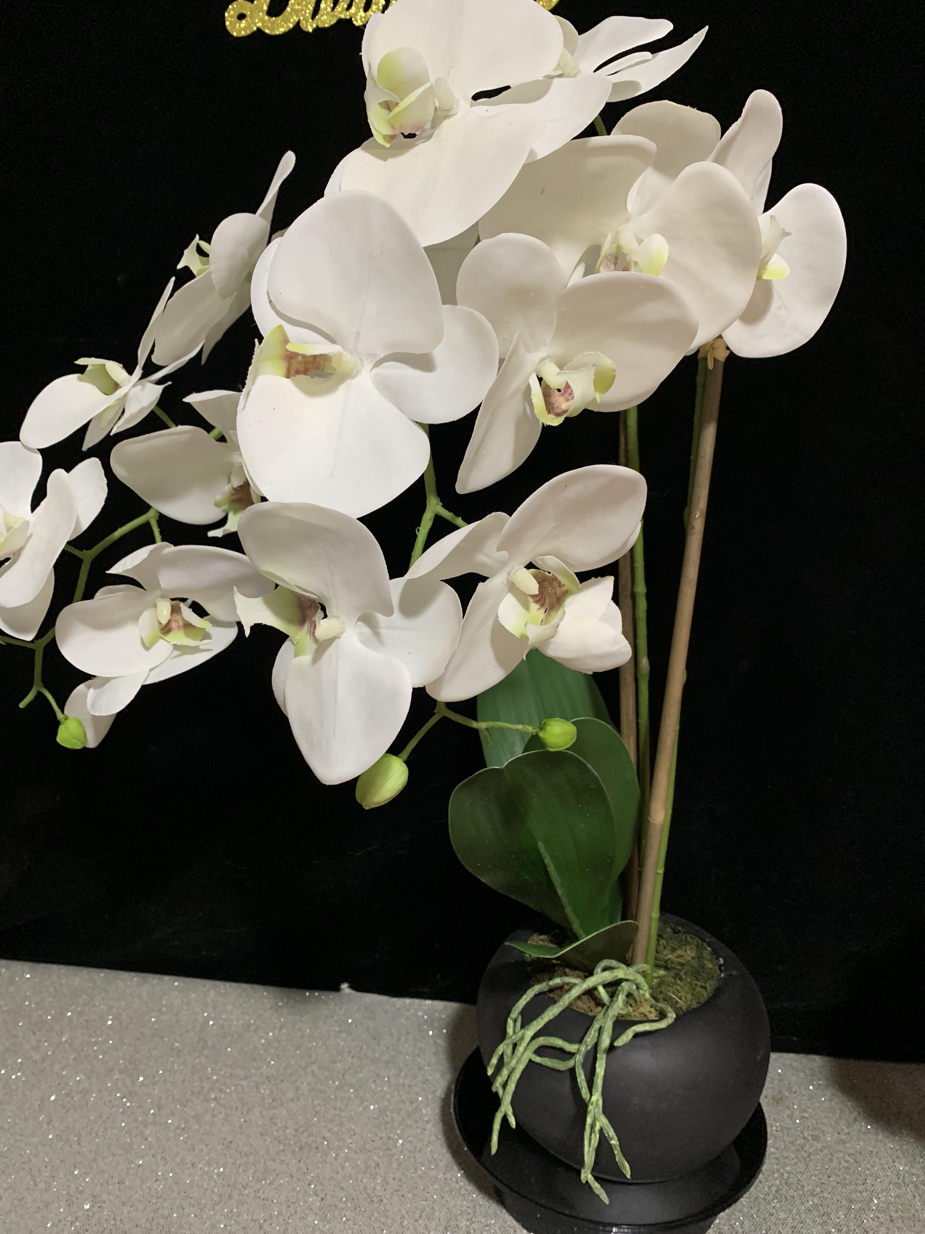 White Orchid With Pot Gardening Flowers Bouquets On Carousell