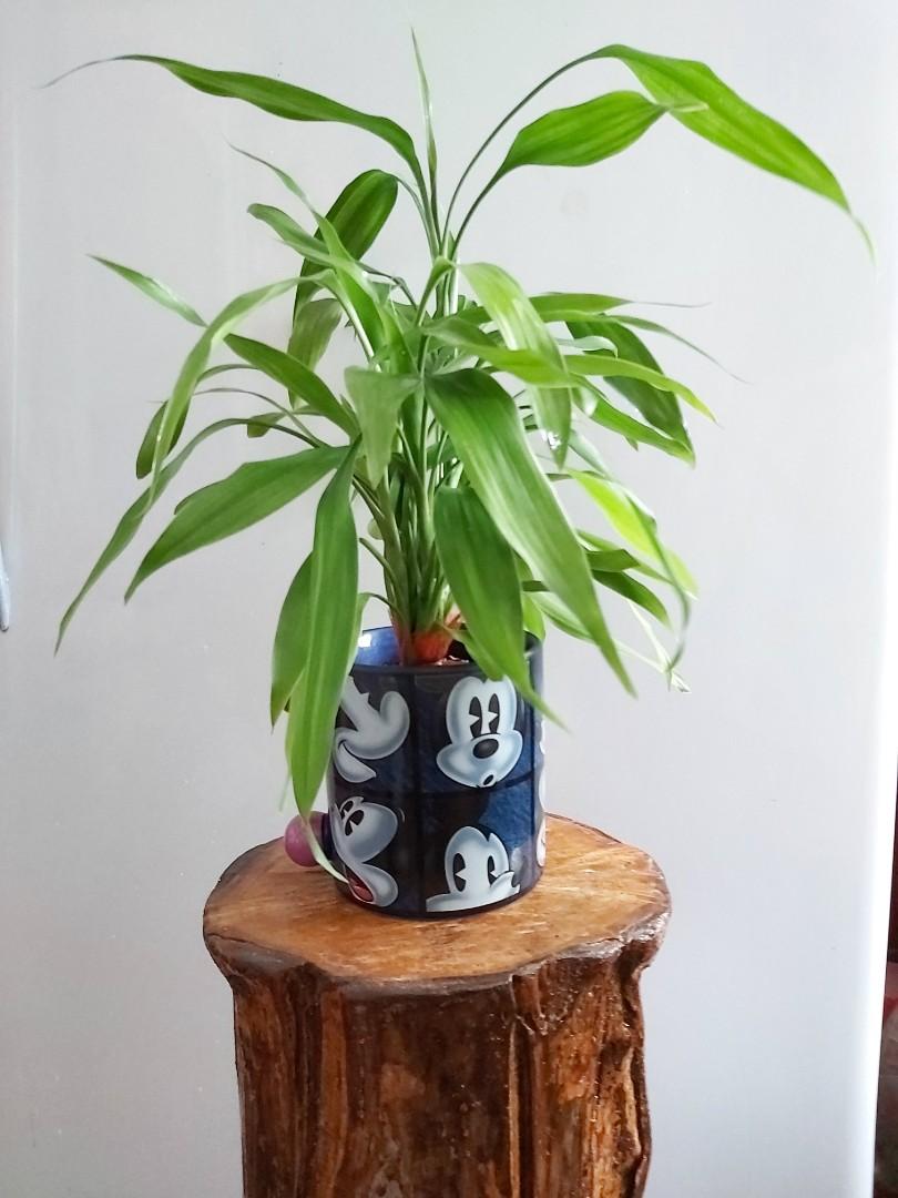 富貴竹 水苔栽種 另送虎尾蘭一盆 傢俬 家居 Gardening Plants Carousell