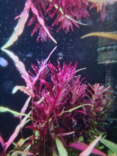 (Category: ) located in . Submitted by algaeboy (Listing ID 1017067437, Image 1). Description: .