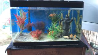 (Category: ) located in . Submitted by deliaz83 (Listing ID 1017075155, Image 1). Description: .