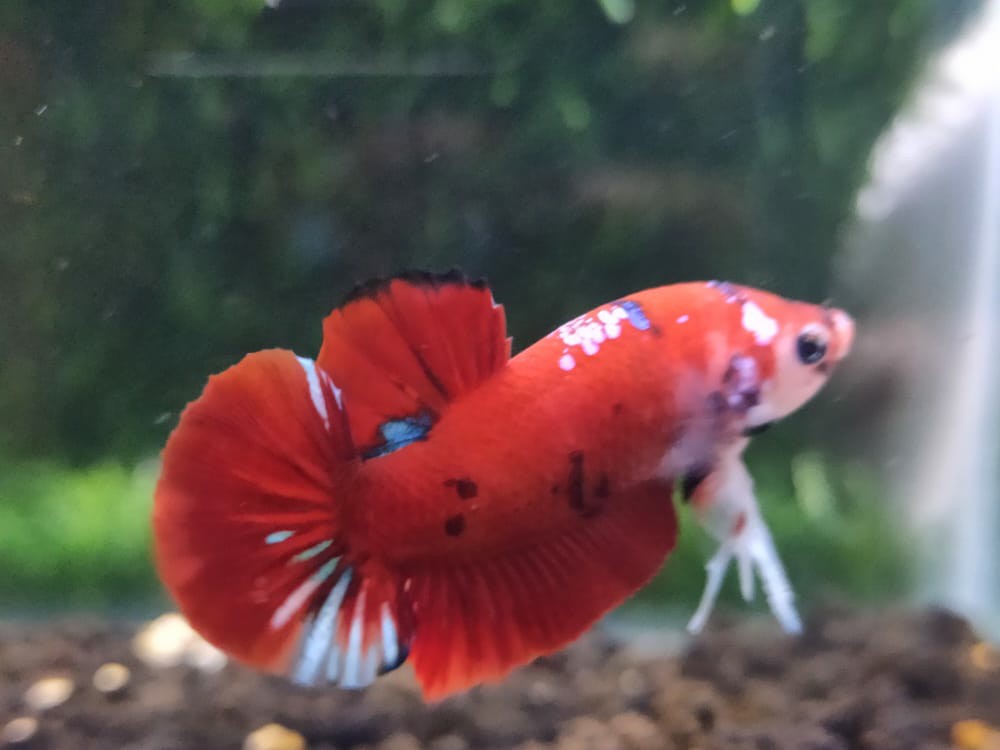 Ikan Cupang Koi Galaxy Perlengkapan Hewan Aksesoris Hewan Di Carousell