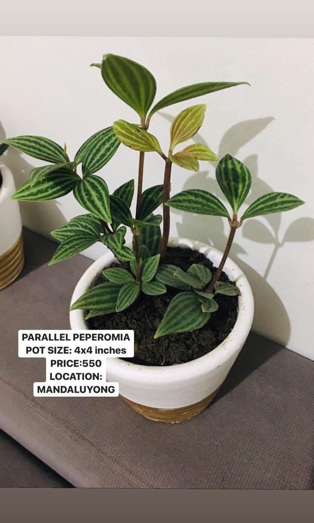 Little Sam S Pots And Plants Gardening Flowers Plants On Carousell