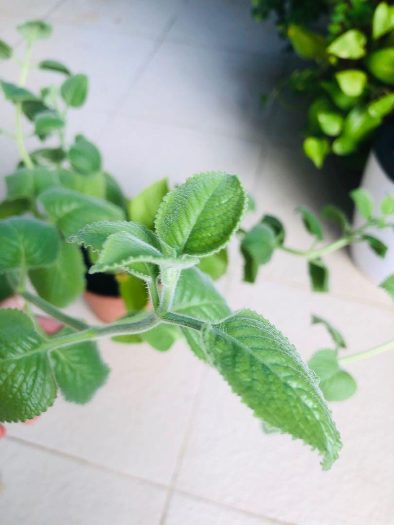 Organic Indian Borage (natural cough remedy), Furniture & Home Living