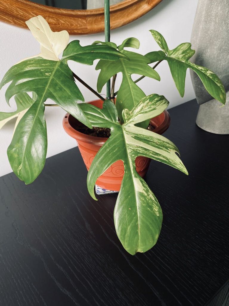 Philodendron Florida Beauty Variegated Furniture Home Living Gardening Plants Seeds On Carousell