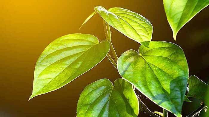 Piper Betle Betel Leaves Sirih Leaves Paan Leaves Herb Real Plant Pokok Hidup Home Furniture Gardening On Carousell