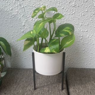 (Category: ) located in . Submitted by petitgardener (Listing ID 1017017980, Image 1). Description: .