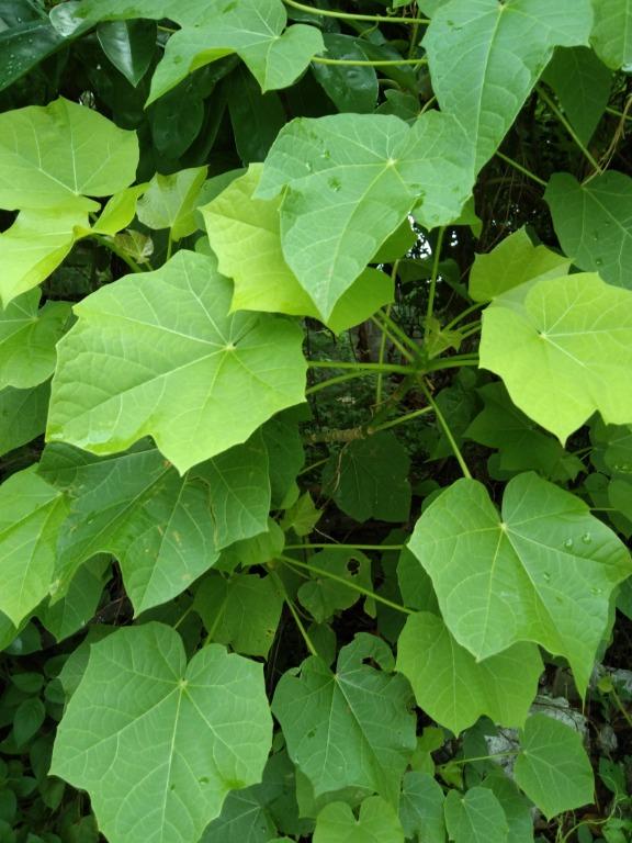 Halamang Gamot Herbal Medicine Tuba Tuba Pilipino, 59 OFF