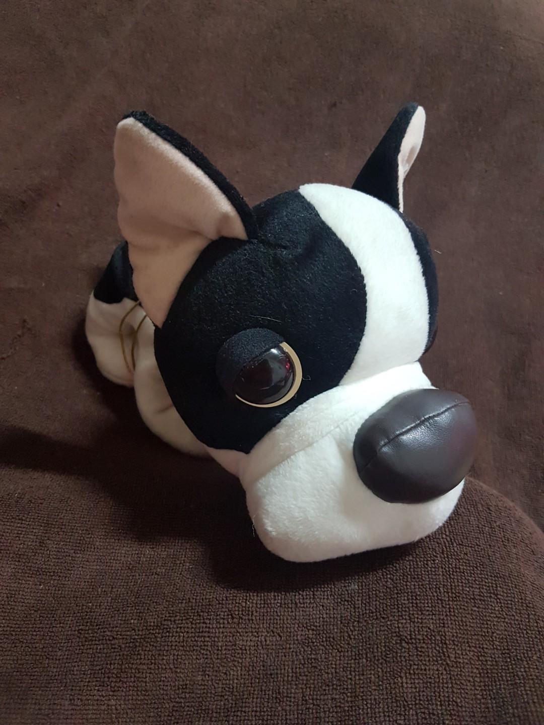 Preloved boston terrier new arrivals