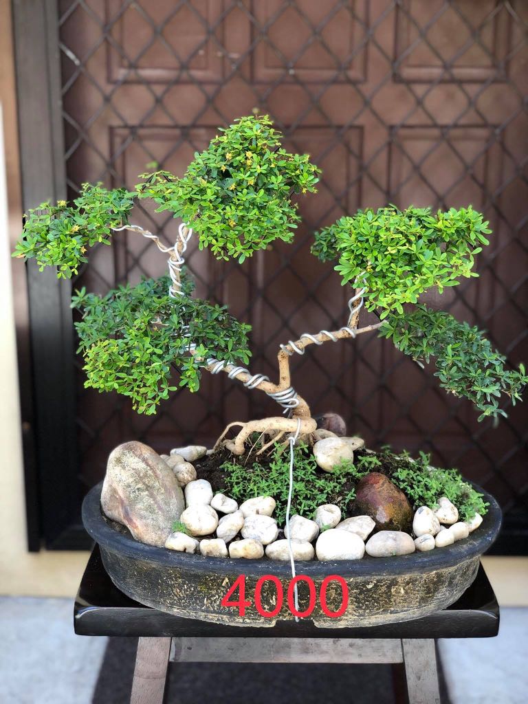 Bonsai For Sale Gardening Flowers Plants On Carousell