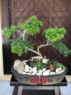 For Sale At For Bonsai Flowers Plants Carousell Philippines