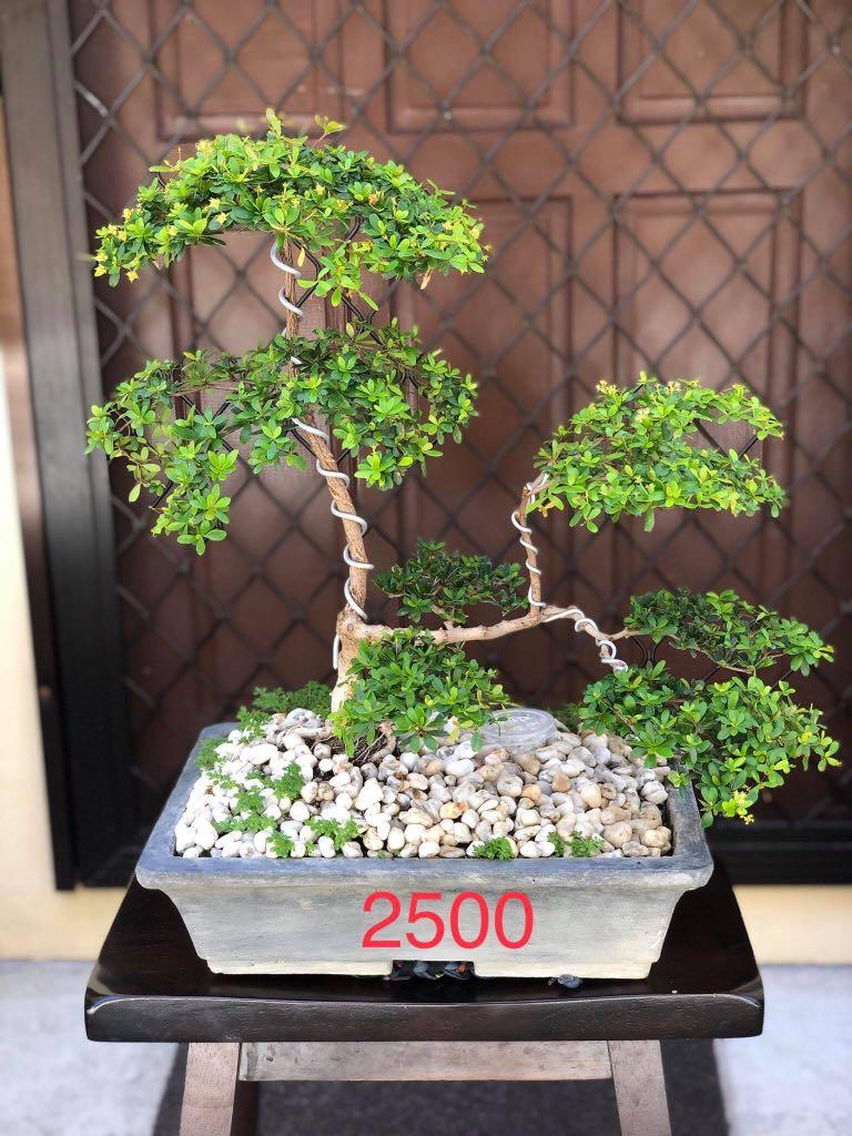 Bonsai For Sale Gardening Flowers Plants On Carousell