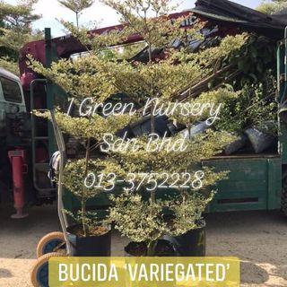 Teratak Ummu Bucida Variegated Bucida Putih Atau Lebih Facebook