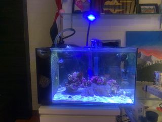 (Category: ) located in . Submitted by lukii9 (Listing ID 1010800116, Image 1). Description: .