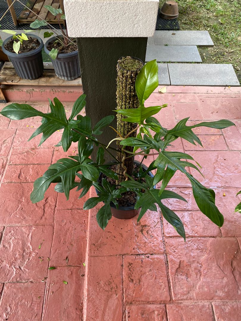 [Private Collection] P40. Philodendron Florida Beauty (Hairy Form) (XL