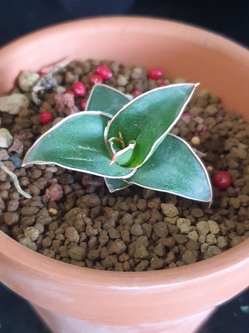 Sansevieria Dwarf Samurai, Gardening, Plants on Carousell
