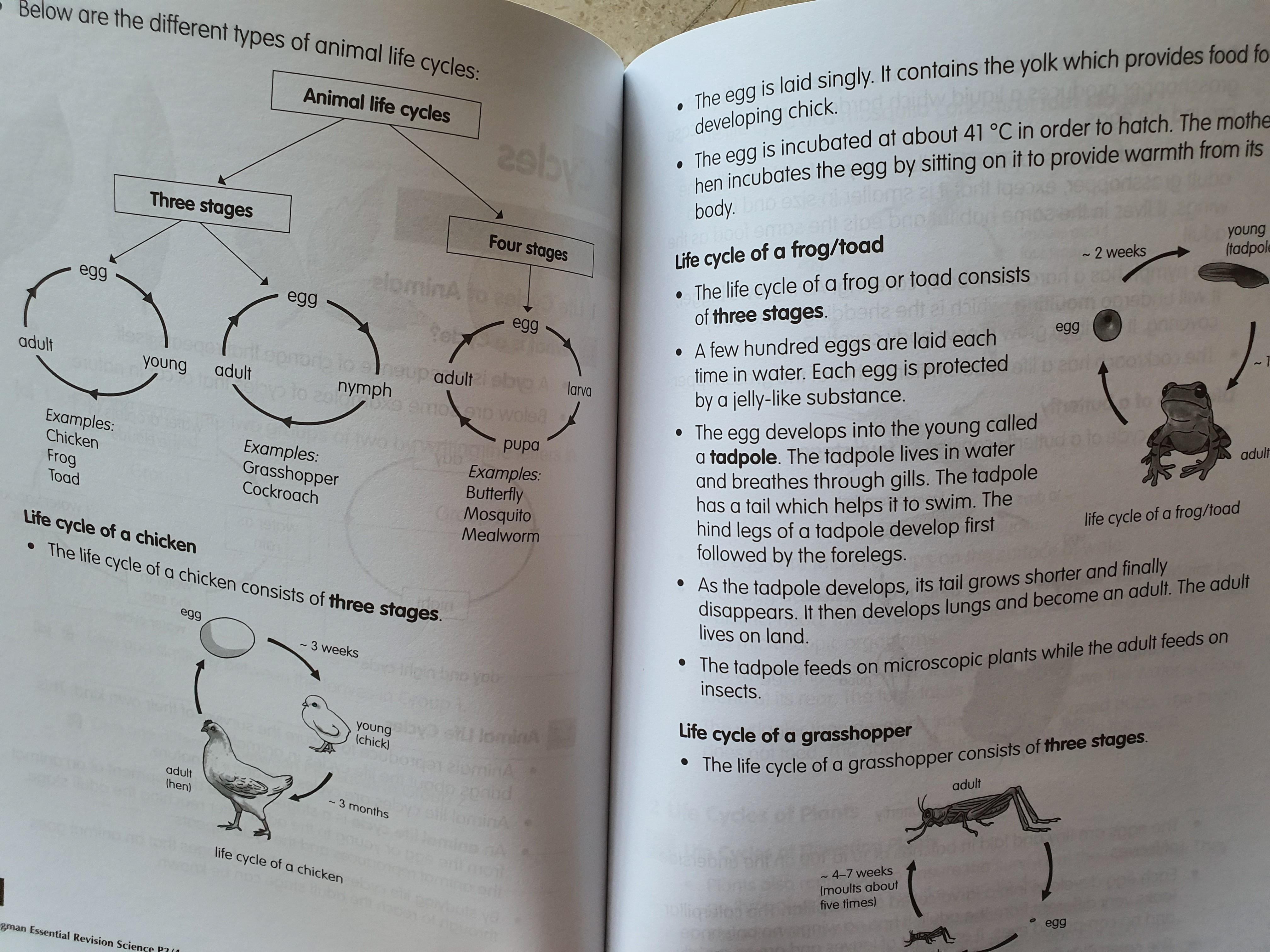 Science Assessment Book Pri 3/4, Hobbies & Toys, Books & Magazines ...