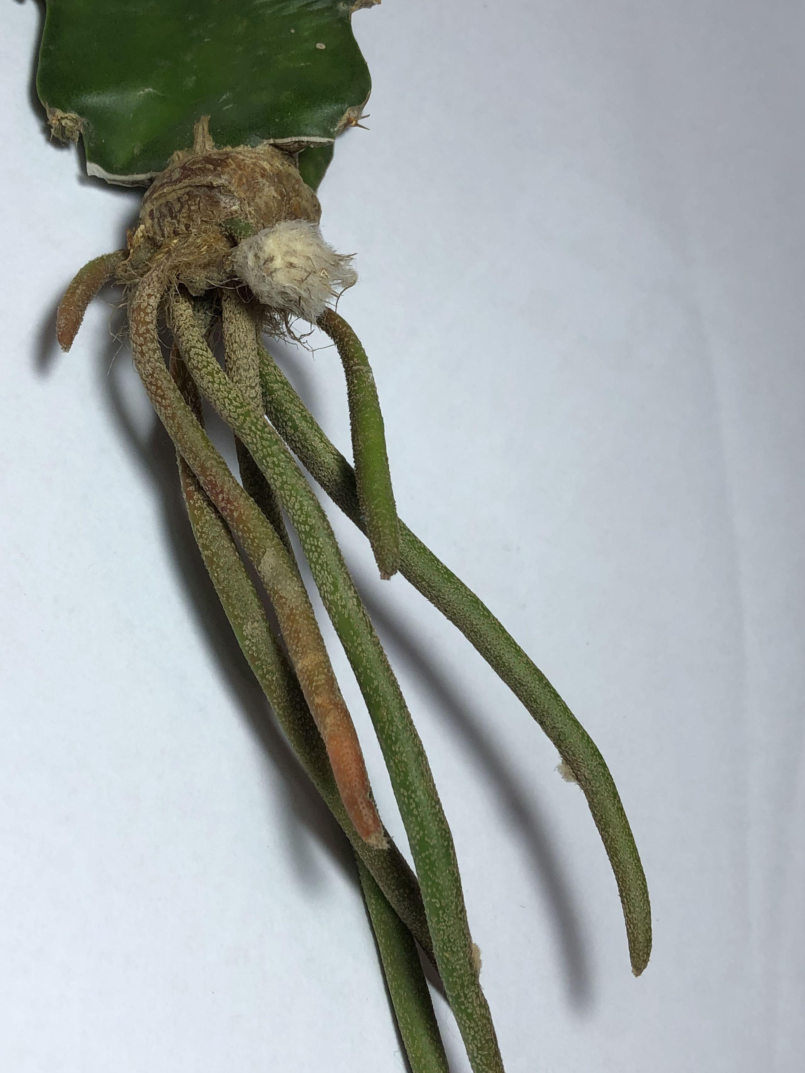 Variegated Digitostigma caput medusae grafted, Furniture & Home Living