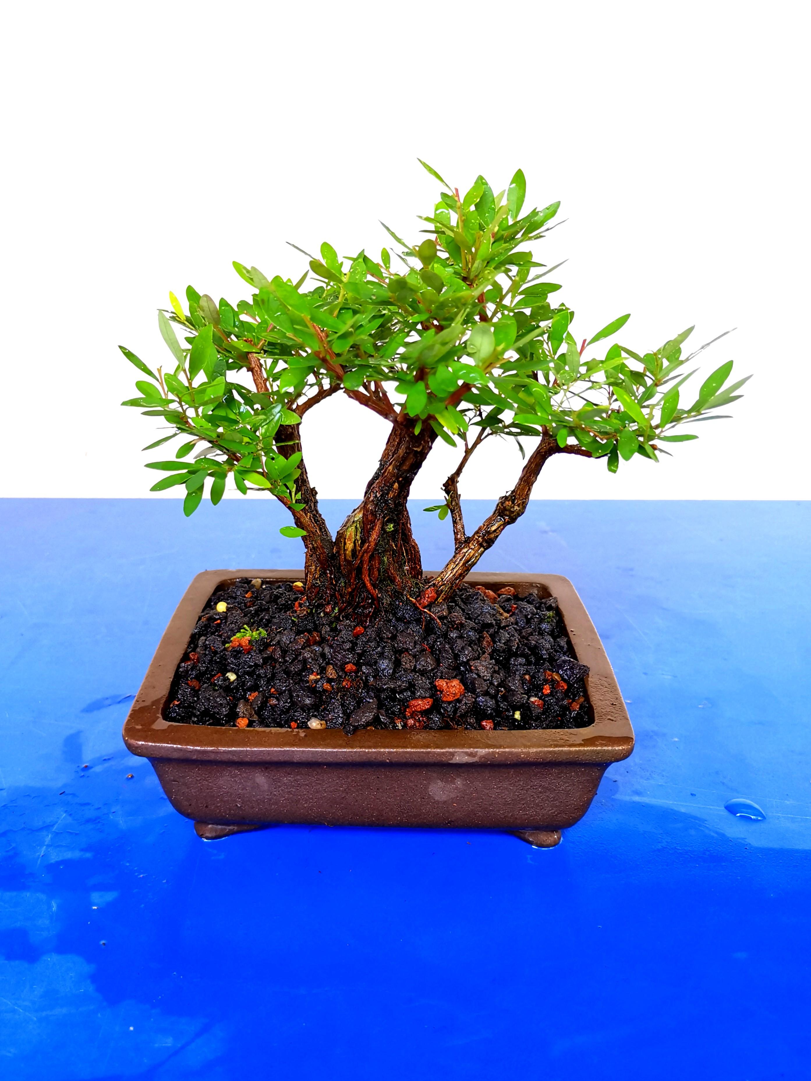 24+ Bonsai Plant Singapore Pictures Bonsai Ideas