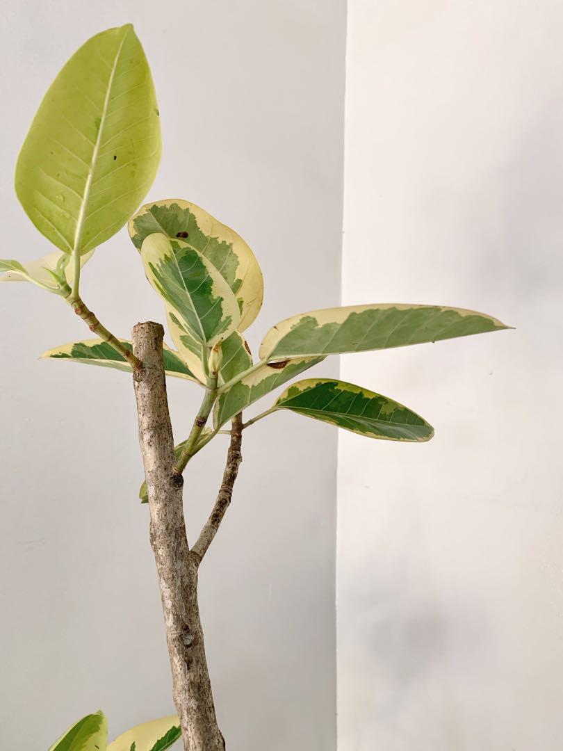 Lemon Lime Rubber Plant Add a Pop of Color to Your Home with This EasytoGrow Plant