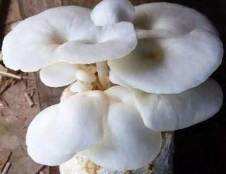 Oyster Mushroom Fruit Bag