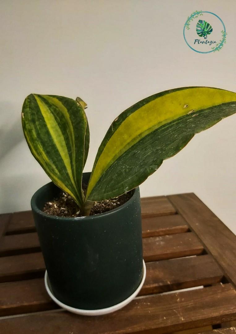 CLEARANCE Sansevieria Masoniana Variegata (Variegated ...