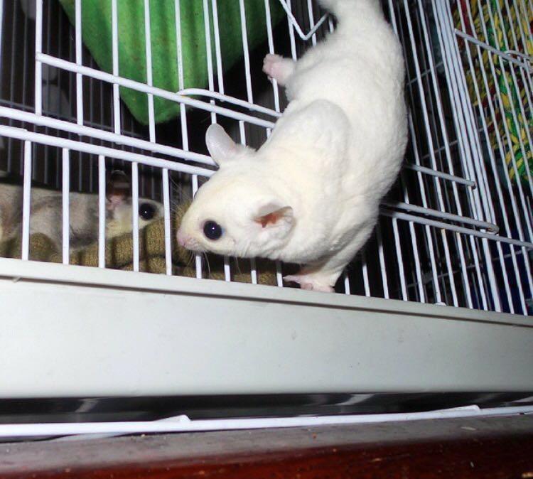 Sugar Glider Leucistic Jantan Leu Male Joey Perlengkapan Hewan Aksesoris Hewan Di Carousell