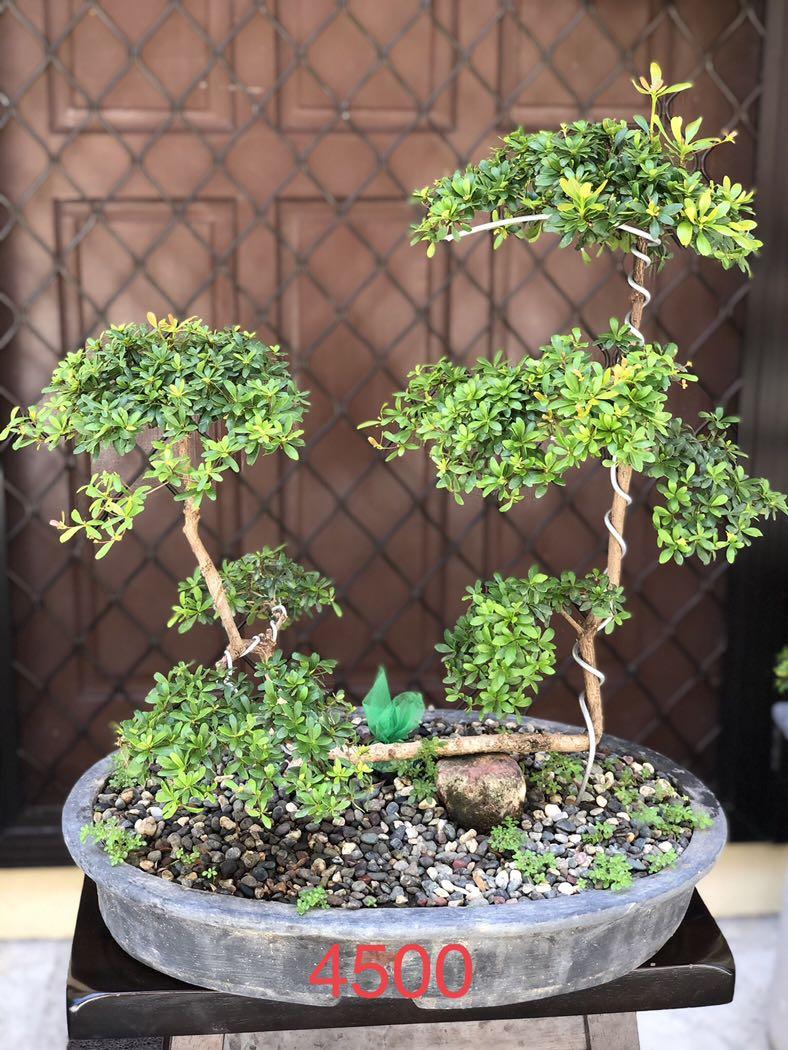 Bonsai For Sale Gardening Flowers Plants On Carousell