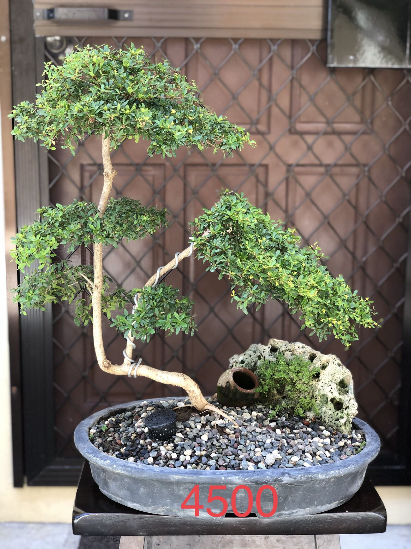 Bonsai For Sale Gardening Flowers Plants On Carousell
