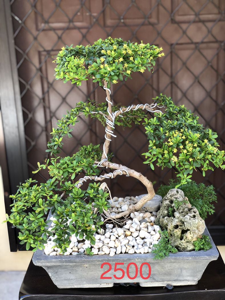 Bonsai For Sale Gardening Flowers Plants On Carousell