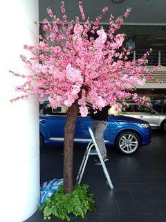 Cherry Blossom tree Sakura tree