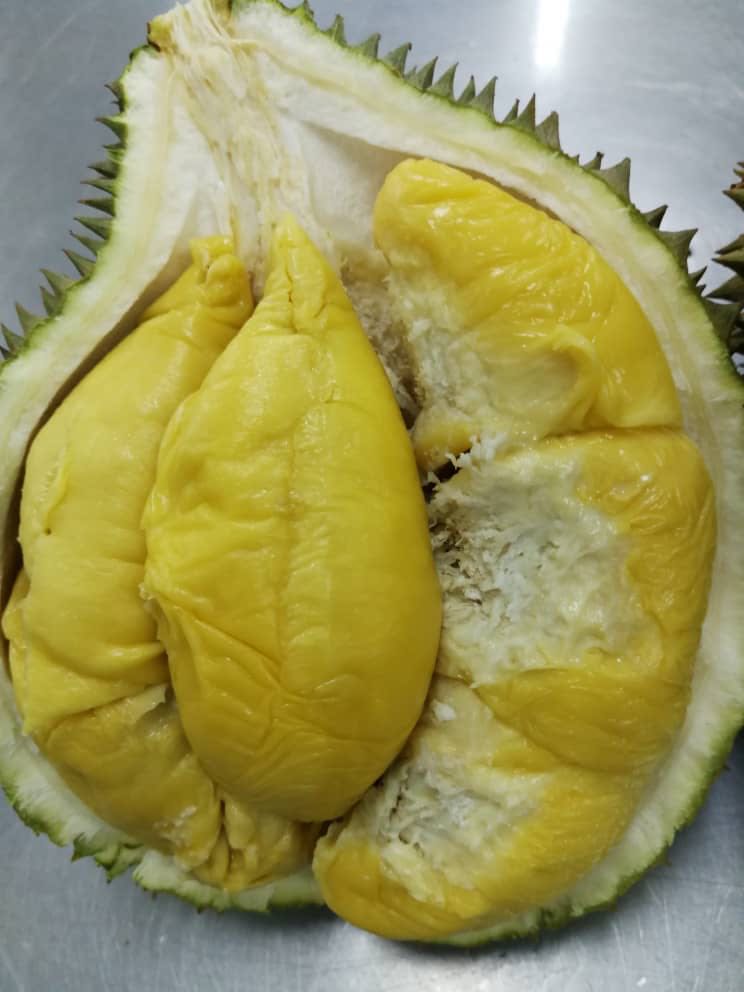 asal usul durian musang king