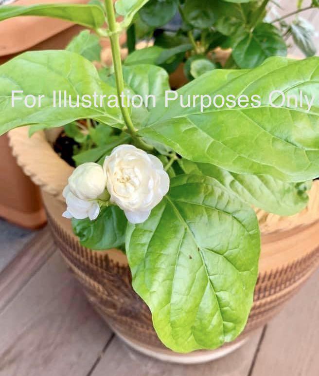Graceful Lady Jade Jasmine Plant Gardening Plants On Carousell
