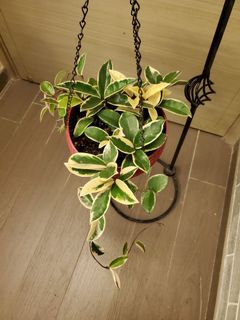 （分類：）位於 。 由 agneshohoho 提交（商品編號 1011003453，圖片 1）。簡介： 。
