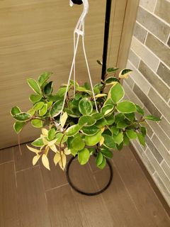 （分類：）位於 。 由 agneshohoho 提交（商品編號 1011004350，圖片 1）。簡介： 。