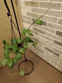（分類：）位於 。 由 agneshohoho 提交（商品編號 1011006505，圖片 1）。簡介： 。