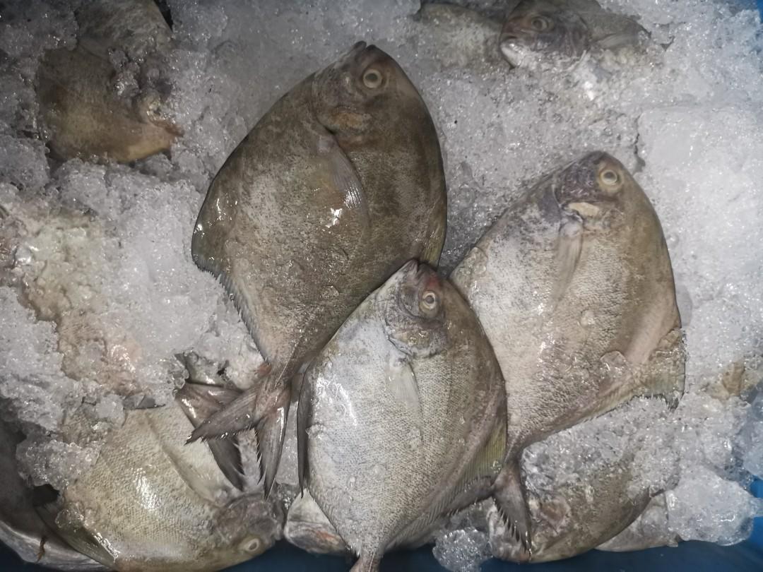 Ikan Bawal Hitam Black Pomfret Seafood Food Drinks Packaged Instant Food On Carousell