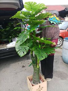 (Category: ) located in . Submitted by nursyi549 (Listing ID 1010992527, Image 1). Description: .