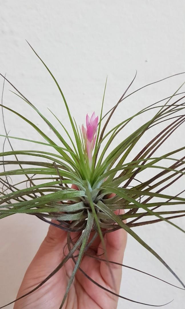 Air Plant Stricta Diy Plant Wall Gift Desktop Plant Indoor