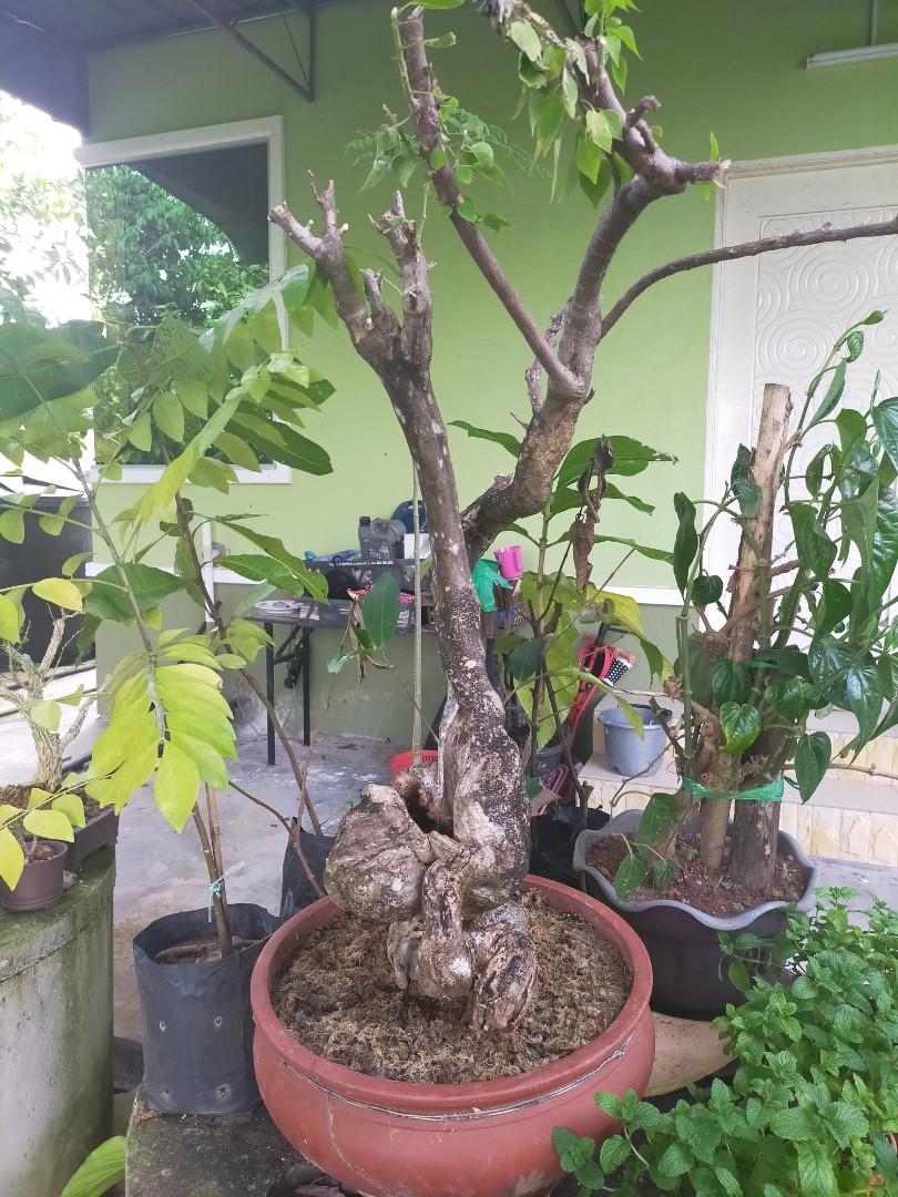Bonsai Bunga Kertas Boge Villa Home Furniture Gardening On Carousell
