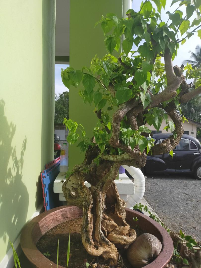 Bonsai Bunga Kertas Boge Villa Home Furniture Gardening On Carousell