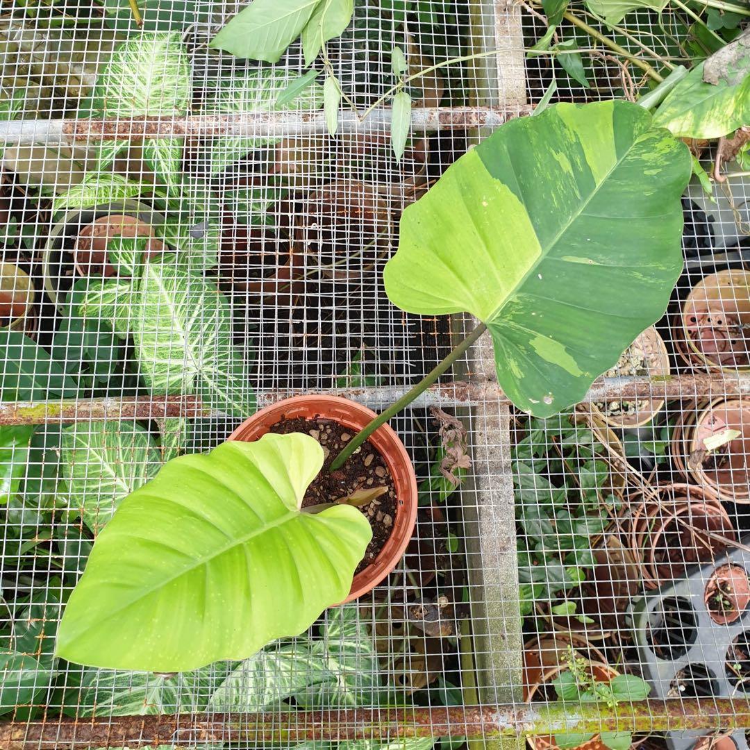 Philodendron Jungle Fever Gardening Plants On Carousell