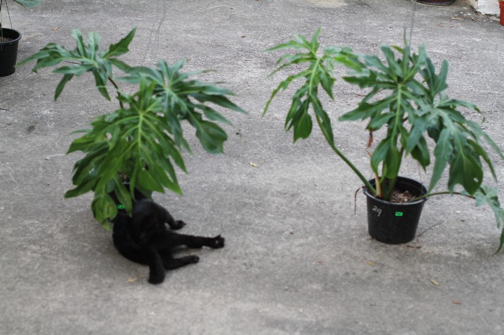 Philodendron Radiatum Home Furniture Gardening On Carousell