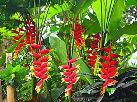 Pokok Heliconia Lobster Claw Plant Home Furniture Gardening On Carousell