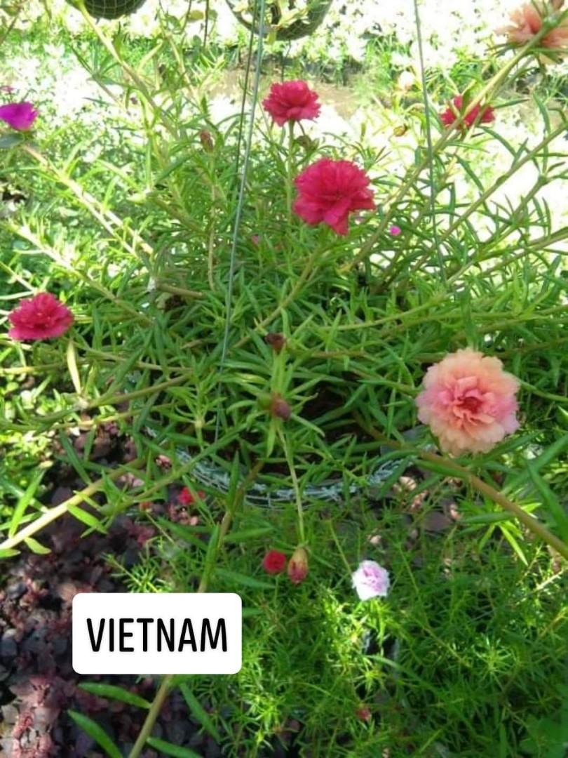 Vietnam Rose Gardening Flowers Plants On Carousell