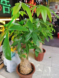 （分類：）位於 。 由 oddmoon_c8c5db 提交（商品編號 1011537313，圖片 1）。簡介： 。