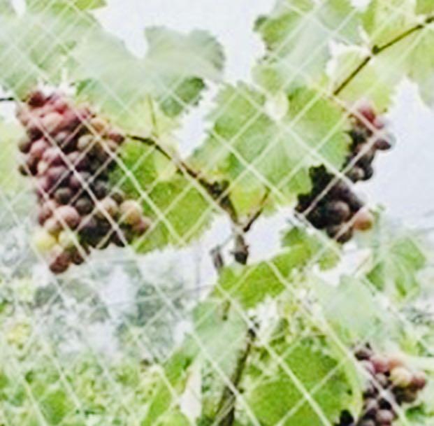 Anti Bird Netting Mesh Gardening Gardening Tools Ornaments On Carousell