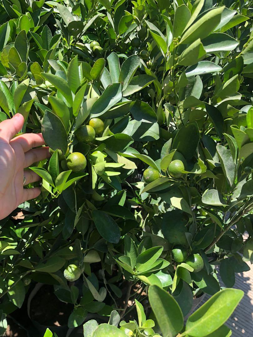 Calamansi Plant For Sale