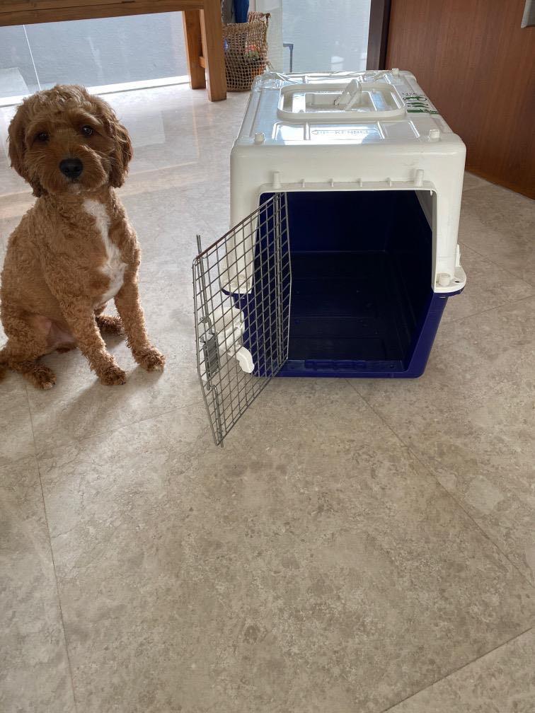 Dog Carrier Crate IATA approved. Size PP40., Pet Supplies, Homes